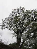 Image of Quercus obtusata Bonpl.