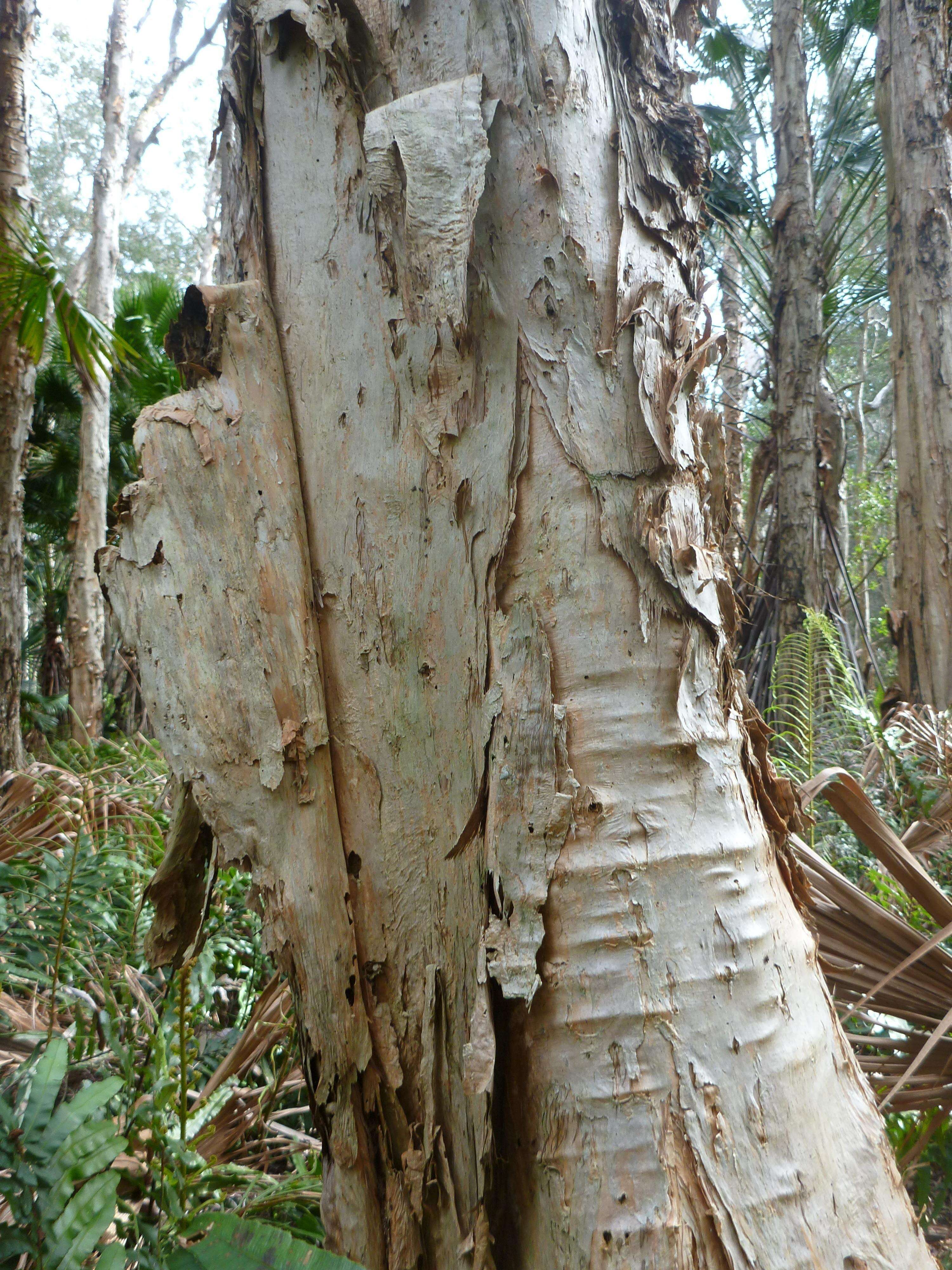 Image of punktree