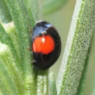 Image of Brachiacantha subfasciata Mulsant 1850