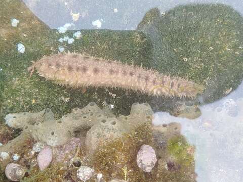 Image of Holothuria (Lessonothuria) pardalis Selenka 1867