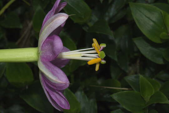 Imagem de Passiflora tripartita var. azuayensis L. B. Holm-Nielsen & P. M. Jørgensen