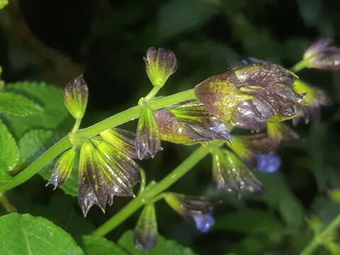 Image of Salvia pichinchensis Benth.