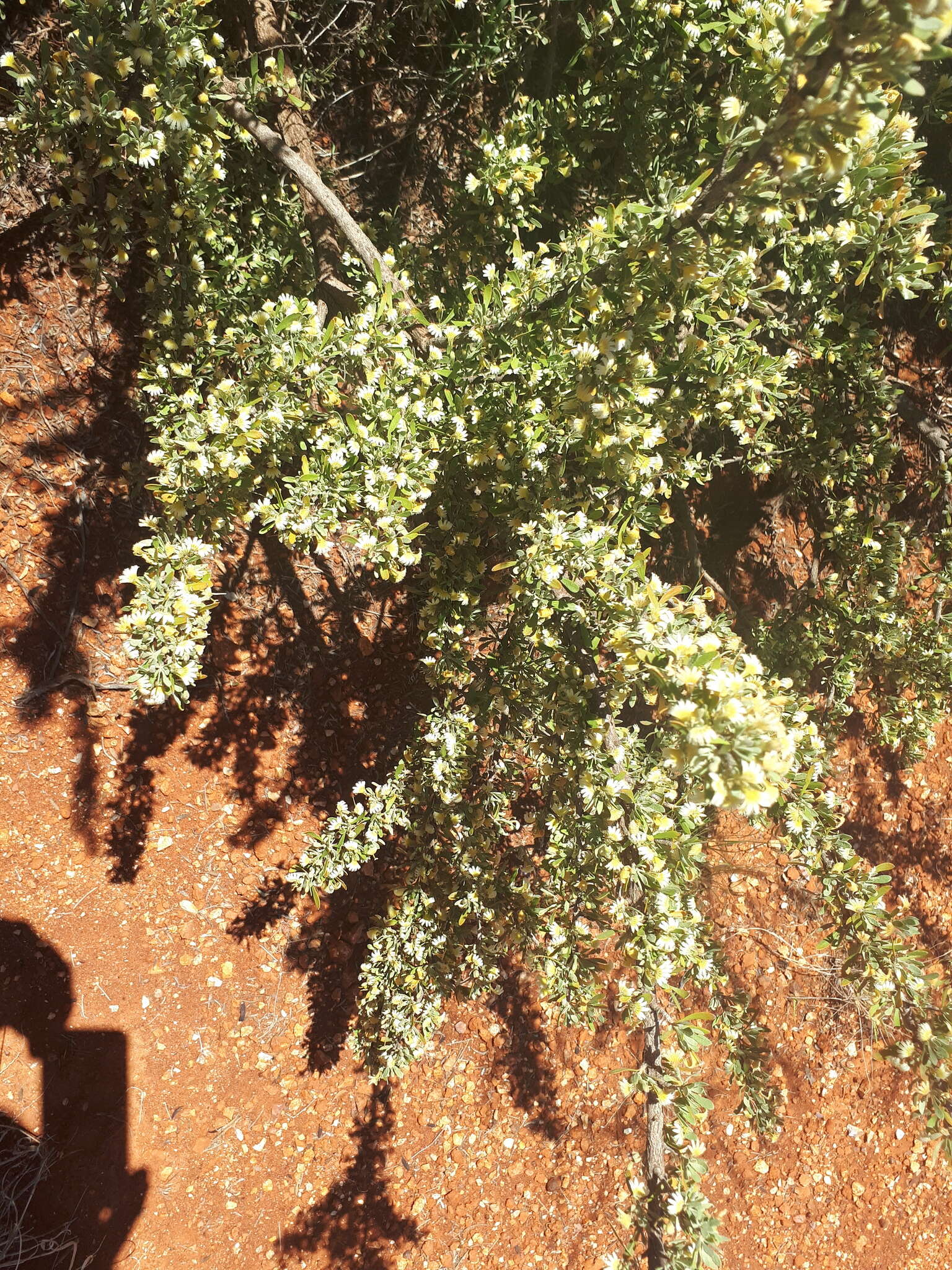 Imagem de Scaevola spinescens R. Br.