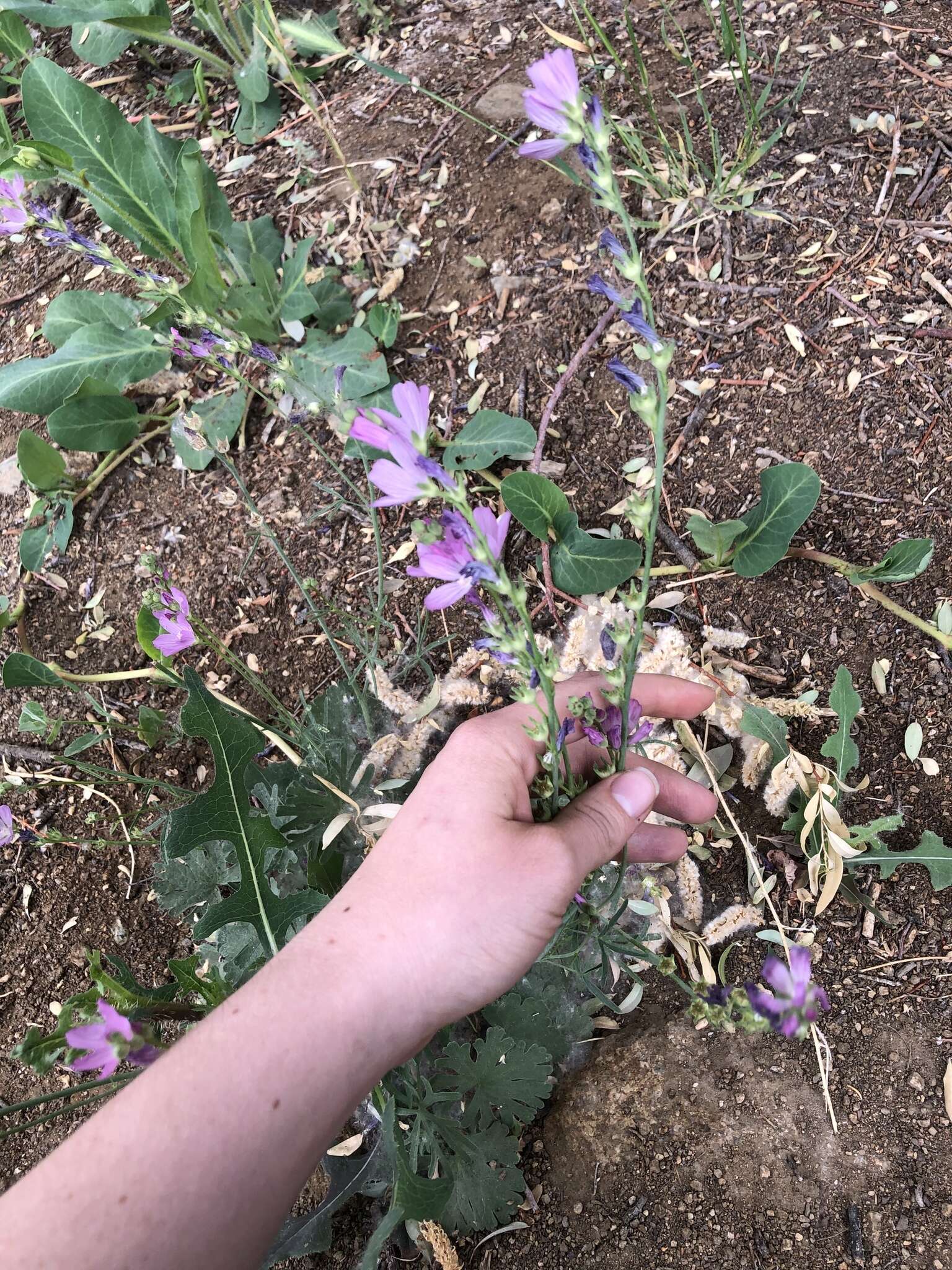 Image of Owens Valley sidalcea