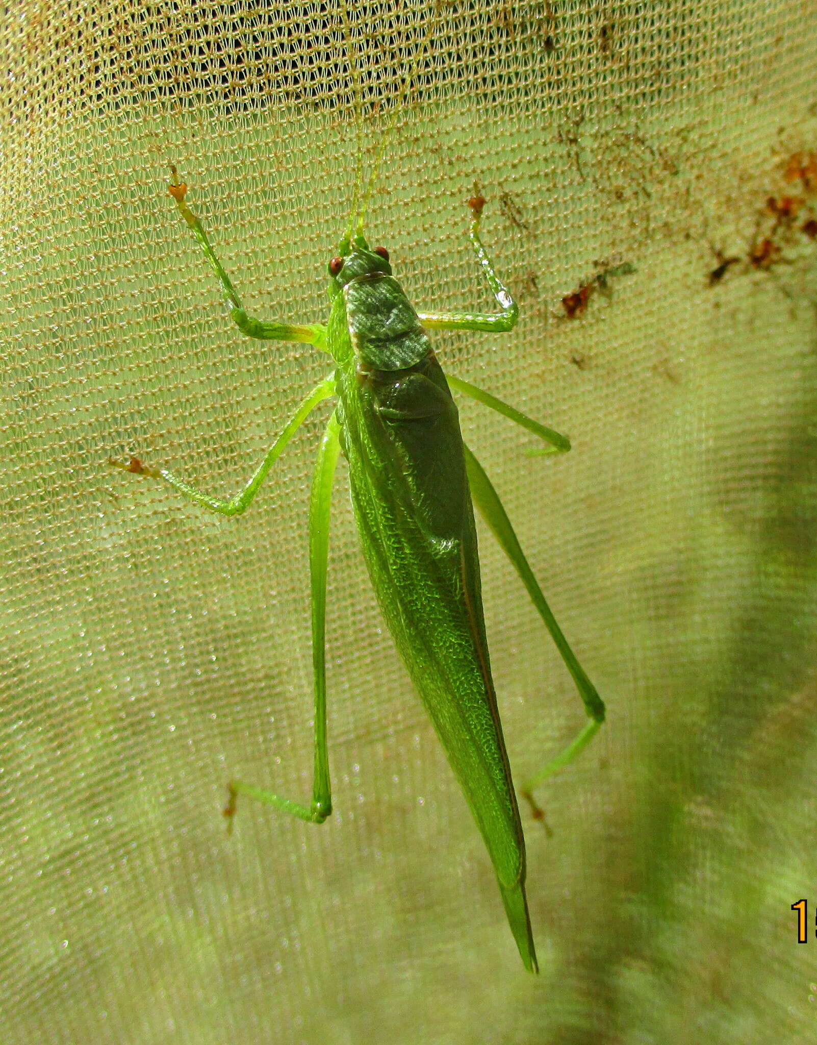 Scudderia pistillata Brunner von Wattenwyl 1878 resmi