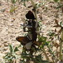 Image of Zapater’s Ringlet