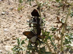 Image of Zapater’s Ringlet