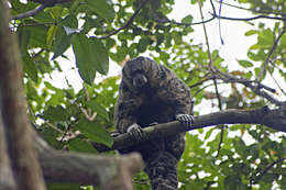 Image of Gray Monkey Saki