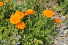 Image of pot marigold