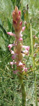 Image of Satyrium longicauda var. jacottetianum (Kraenzl.) A. V. Hall