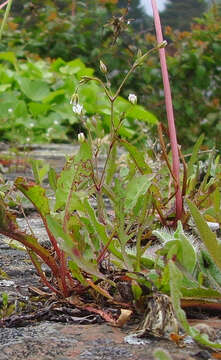 Image of stitchwort