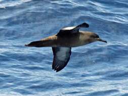 Image of Sooty Shearwater