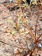 Image of Pelargonium aciculatum E. M. Marais