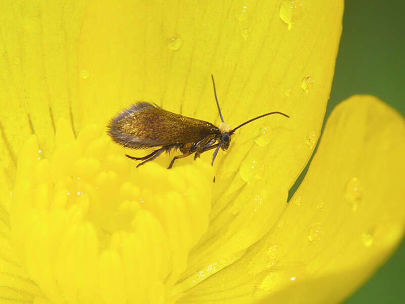 Image of marsh marygold moth