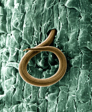 Image of Root-knot nematode