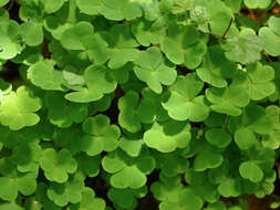 Imagem de Oxalis acetosella L.