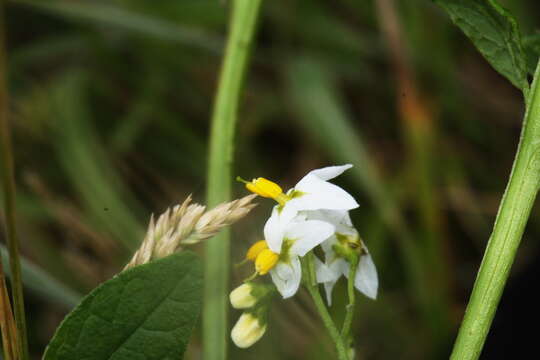 Image of forked nightshade