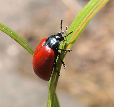 Image of Chrysomela populi