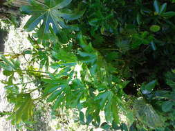 صورة Fatsia