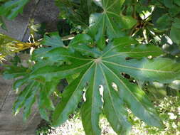 صورة Fatsia