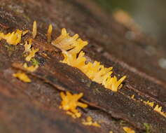 Image of Calocera sinensis McNabb 1965