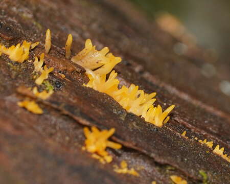 Imagem de Calocera sinensis McNabb 1965