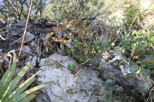 Image of Sedum gypsophilum B. L. Turner