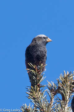 Image of Black Rosy Finch