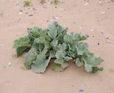 Image of sea kale