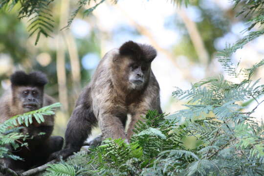 Image of Black Capuchin