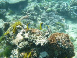 Image of Black-back Butterflyfish