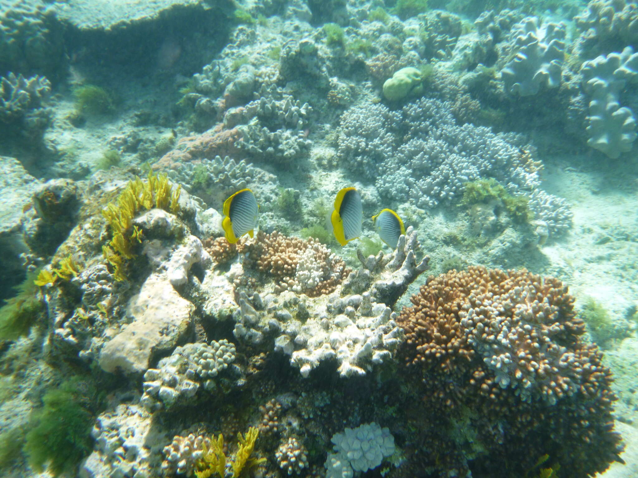 Image of Black-back Butterflyfish