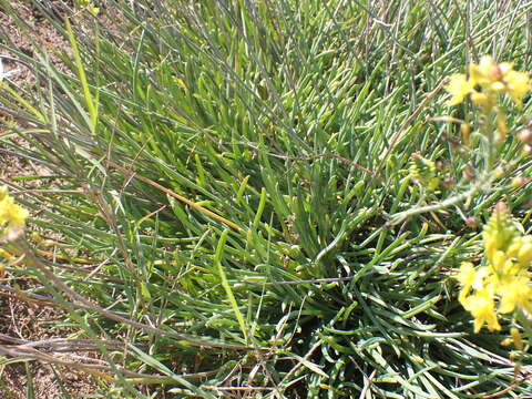 Image of Bulbine lagopus (Thunb.) N. E. Br.