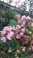 Image of Crape myrtle