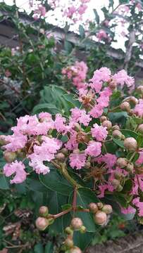 Image of Crape myrtle