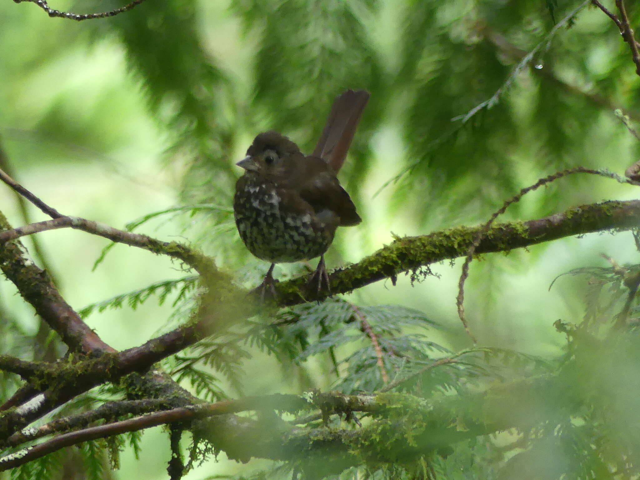 Image of Passerella iliaca fuliginosa Ridgway