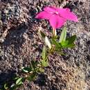 Image of Catharanthus ovalis Markgr.