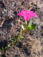 Image de Catharanthus ovalis Markgr.