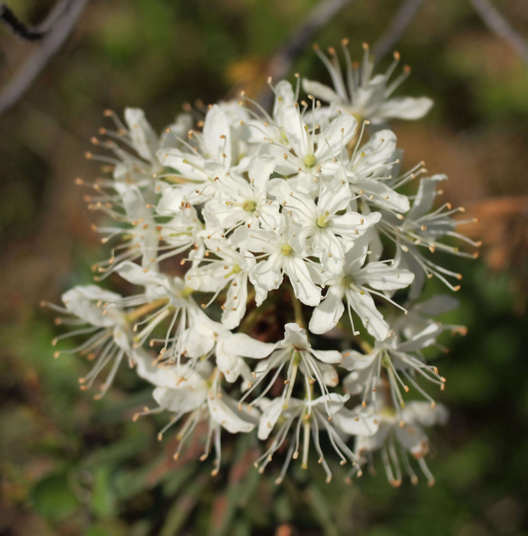 Imagem de Rhododendron tomentosum (Stokes) Harmaja