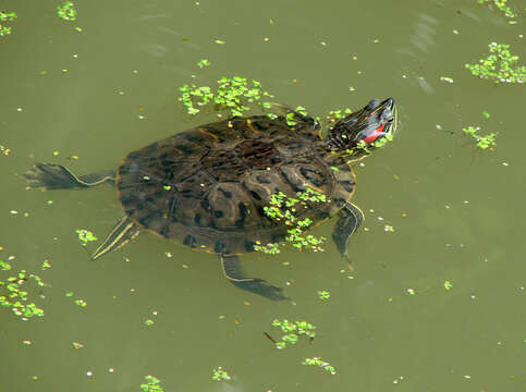 Image of slider turtle, red-eared terrapin, red-eared slider