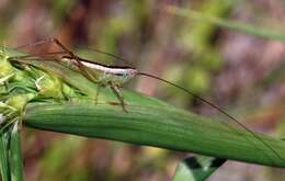 Image of Graceful Meadow Katydid