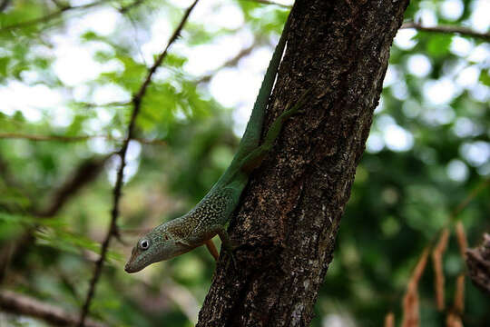 Image of Leopard Anole