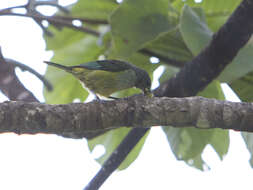 Image of Black-headed Tanager