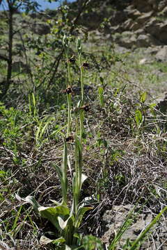 صورة <i>Ophrys aghemanii</i>