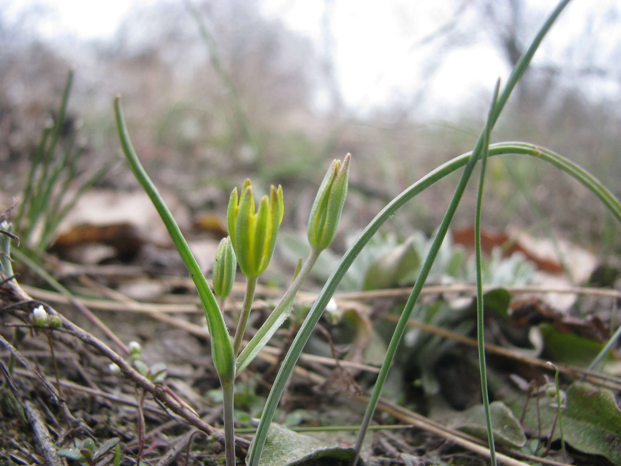 Image of Gagea pusilla (F. W. Schmidt) Sweet