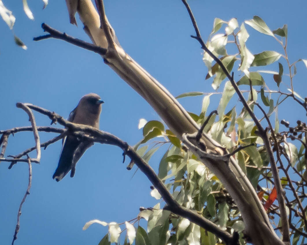 Image of Dusky Woodswallow