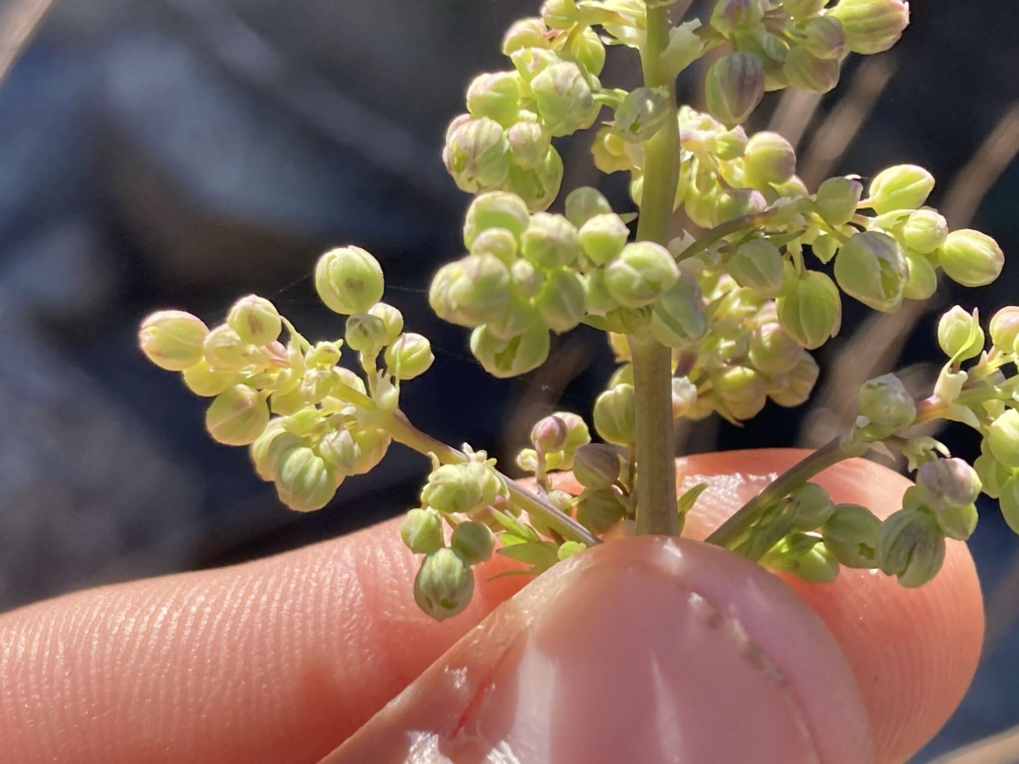 Image of Fendler's meadow-rue