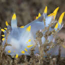 Image of Polycera faeroensis Lemche 1929