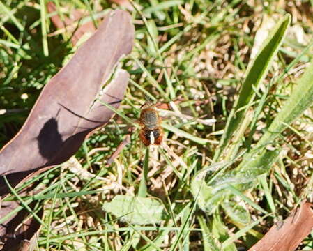 Sisyromyia rutila (Walker 1849)的圖片