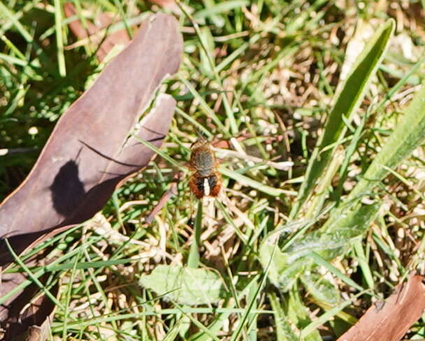 Image of Sisyromyia rutila (Walker 1849)